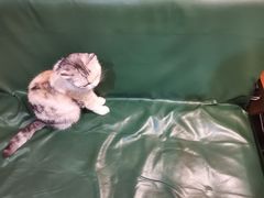 -猫色咖啡·猫咖