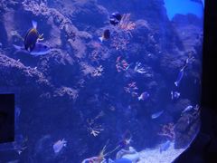 -芜湖新华联大白鲸海洋公园