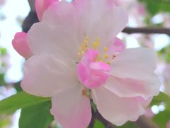 -海棠花溪(元大都城垣遗址公园)