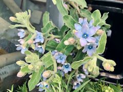 -ChaKo Flora ·茶子花艺 (市北店)
