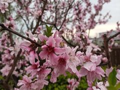-空港花田景区