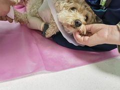 -北京观赏动物医院·24小时大型综合·猫专科·异宠专科