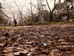 -武汉大学-樱园