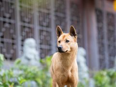-龙华寺