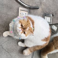 -蚂蚁造型俱乐部