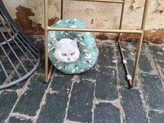 -喵屿·大理花园猫咖