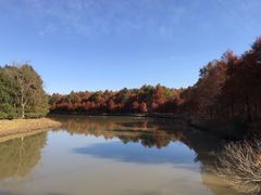 -上海海湾国家森林公园