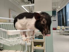 -怪兽屋·羊驼·猫咖·狗咖(俊华广场店)