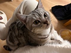 -芭比堂宠物医院·全科爱猫医院·仁德分院