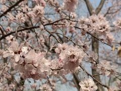 -桃花堤公园