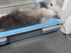 -半岛宠物医院24小时(西派城店)