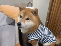 -柴迷FANS CLUB·柴犬狗咖·猫咖