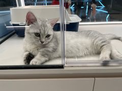 -babydoll猫舍·米努特·德文·缅因(久光中心店)