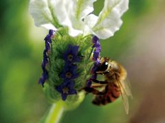 景点-北京东方普罗旺斯薰衣草庄园