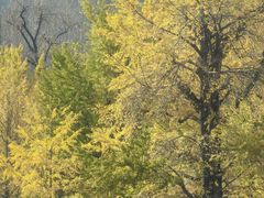 -千年银杏谷文化旅游区