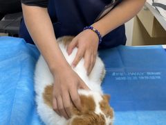 -美联众合爱康动物医院•复杂内科•肿瘤科•牙科•腔镜诊疗中心