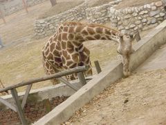 景点-西安秦岭野生动物园