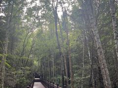 -汤旺河林海奇石景区