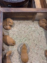 -酷嗒动物文化乐园(cutezoo西溪乐天城店)