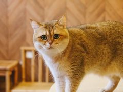 -MOCHA明星猫咖(田子坊店)