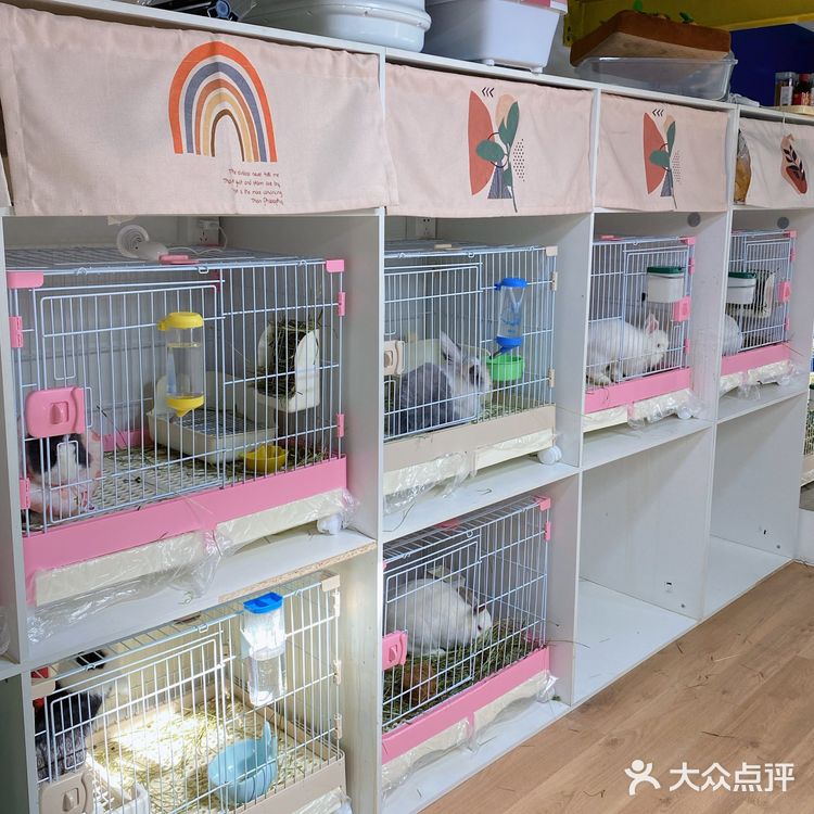 北京探店｜在后海街边遛兔子🐰