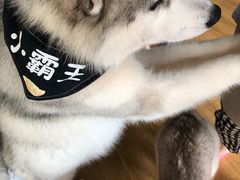 -Husky Go! 哈士奇体验馆·宠物咖啡厅狗咖