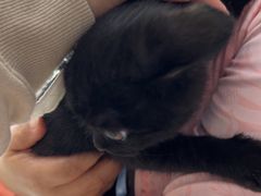 -中农国际动物医院24小时·猫科·骨科·急重症中心