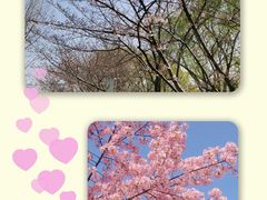 -顾村公园