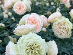 -人民公园(罗湖区)