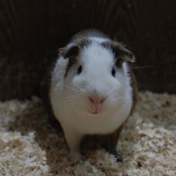 -Zoolung Zoolung动物主题公园(海信广场店)