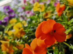 -桂林市花鸟市场