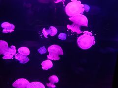 -欢乐海岸海洋奇梦馆