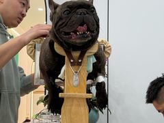 -西安京西宠物医院·瘫痪·疑难杂症