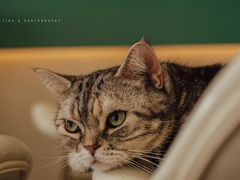 -飞行喵MR PILOT|猫舍·猫咖(静安大融城店)