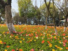 -铁山坪森林公园