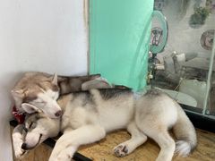 -Husky Go! 哈士奇体验馆·宠物咖啡厅狗咖