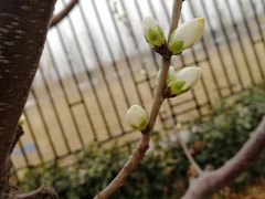 -桃花堤公园