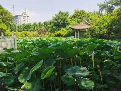 -莲湖公园