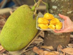 -西双版纳傣族园