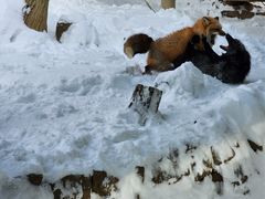 -宫城藏王狐狸村