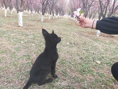 -北京京卫宠物寄养训练中心