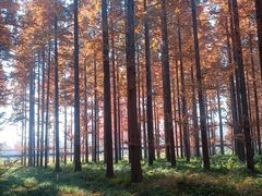 -黄海国家森林公园