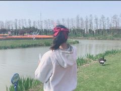 -荷兰花海