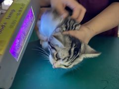 -瑞派申生动物医院·24H夜诊·国际动物医疗中心·骨外科(吴中路店)