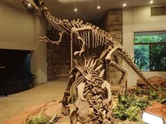 -自贡恐龙博物馆