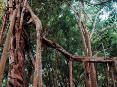 -中国科学院西双版纳热带植物园