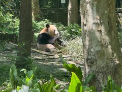 -都江堰中华大熊猫苑
