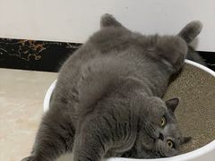 -lincat·猫舍(广州店)