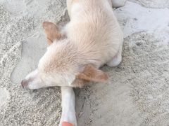 -查汶海滩