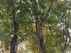 -安庆柴火馄饨(马道街店)